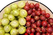 Gooseberries, gooseberry juice, tart and yummy berries,