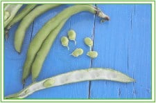 Fava Beans_SM
