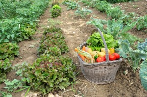 Kitchen garden