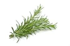Rosemary