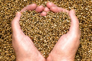 Hemp Hearts, Hemp seeds, Hemp,