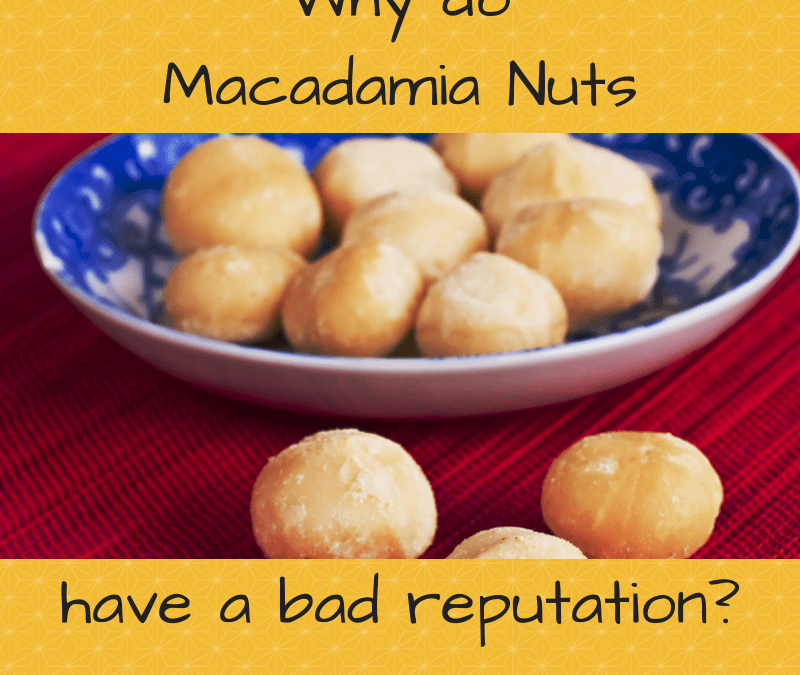 One of nature's perfect snacks Macadamia nuts Saving Dinner
