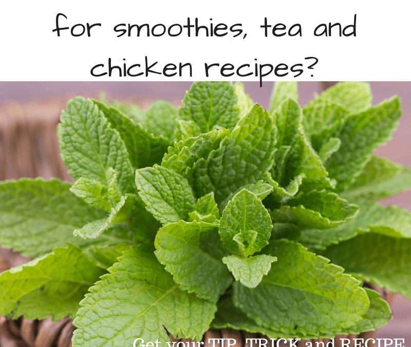 What common herb works for smoothies and tea? Saving Dinner