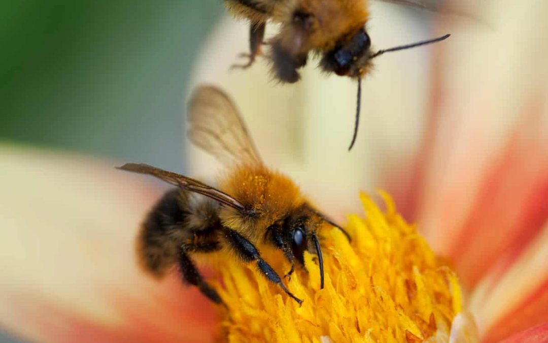 Why honeybees are so important Saving Dinner