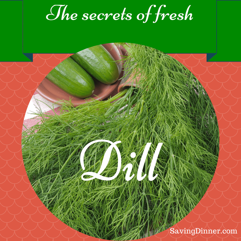 Dill Herb and Its Healthy Benefits