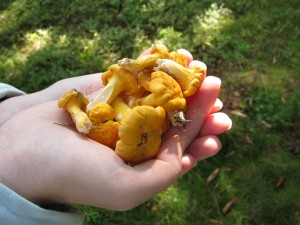 Chanterelles