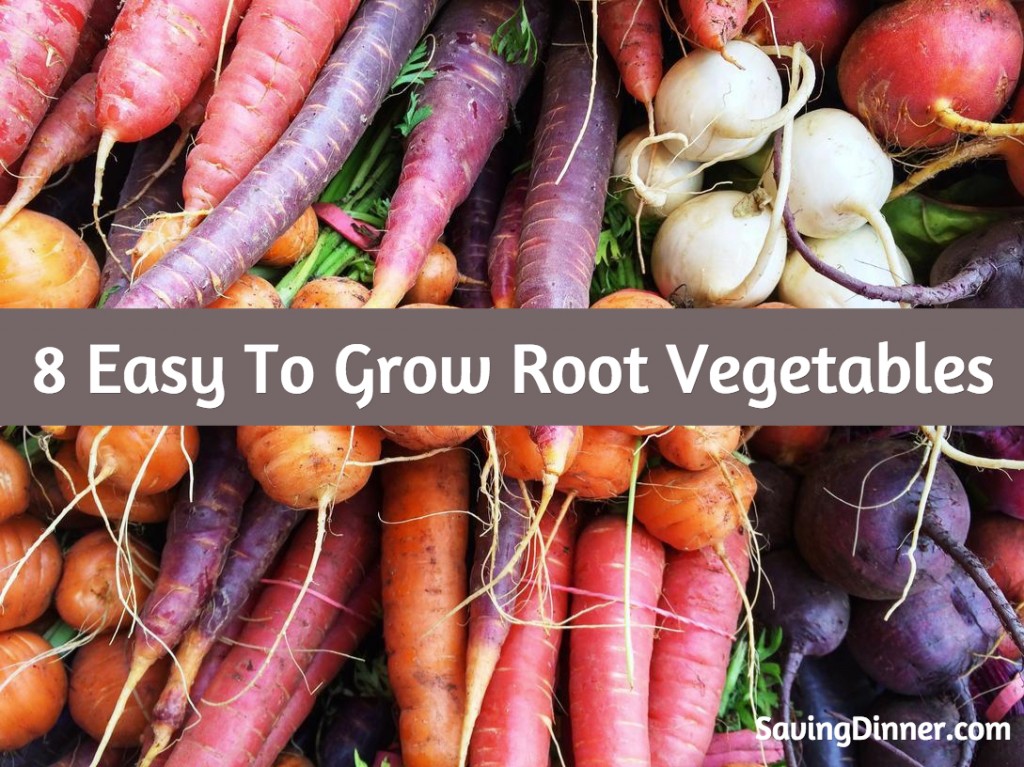 8 Easy To Grow Root Vegetables Saving Dinner